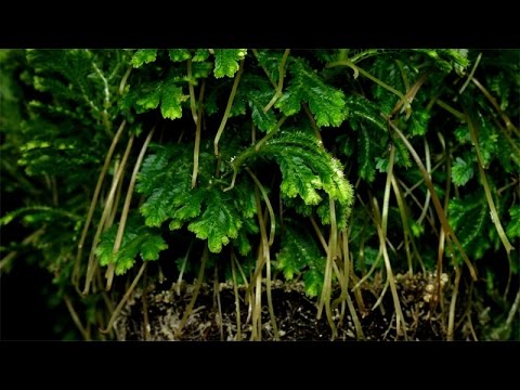 Video: Selaginella O Linfoide (Selaginella), Specie, Condizioni Di Detenzione, Trapianto E Riproduzione