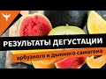 Результаты дегустации арбузного и дынного самогона. Горбатого хоть могила исправит....