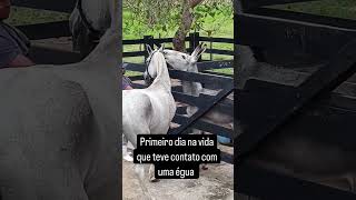 Jumento novo RAF aprendendo a rufiar uma égua. Jumento novo RAF aprendendo a rufiar uma égua.