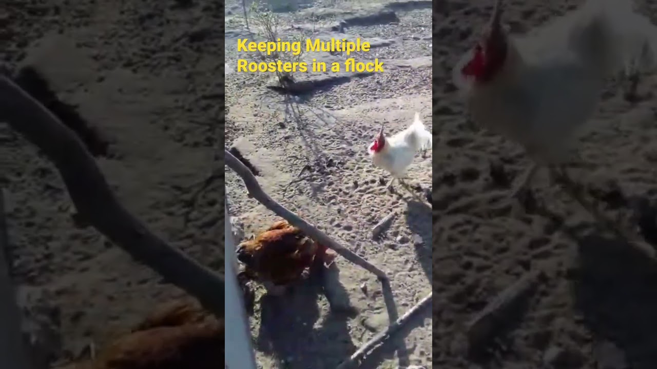 Challenges of Keeping Multiple Roosters in a flock. Example of what not to do!