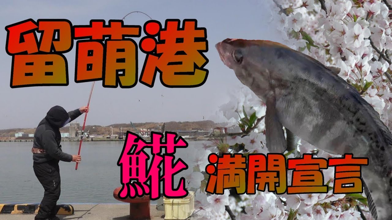 留萌港 𩸽満開宣言