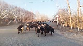 SHOVOTLI ALISH QOYLARI