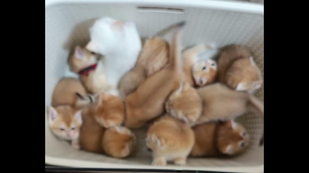 Сюрприз😺 - YouTube