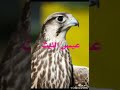 على ظاهر الطقوم السود عيسى الليث