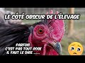 Llevage de poule dornement non ce nest pas aussi simple 