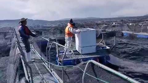 Working on the Lake Titicaca/チチカカ湖で洋上作業