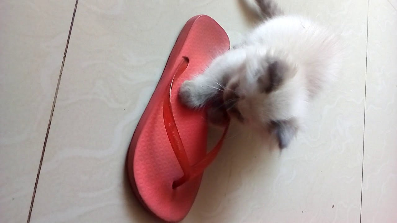 Gatito raza persa jugando :) - YouTube