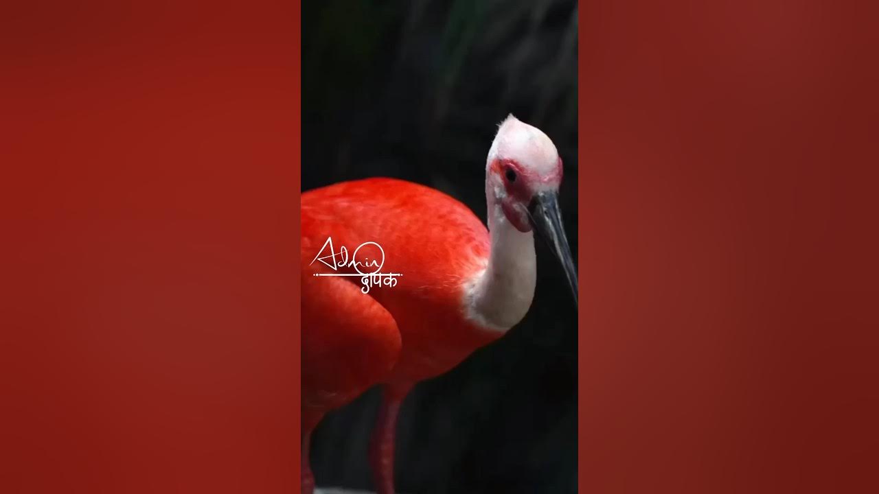 Red birds status birds whatsapp status birds status for whatsapp 
