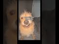 Im Not That Innocent TIKI TA TIKI TA Memes Funny Dogs Im Not That Innocent TIKI TA TIKI TA Memes Funny Dogs