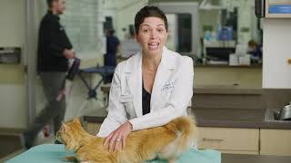 Should I have this bump checked out on my cat? screenshot 5