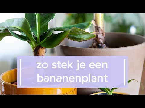 Video: Een spinplant in water laten groeien - gewortelde spinplanten in water laten