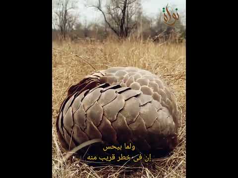 البنغول آكل النمل الحرشفى