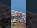 yaşlı kadını ısıran piton yılanı #shorts #keşfet