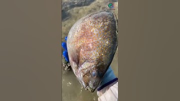 Ghẹ khủng không vậy ta | Review bắt hải sản #shorts #sanbathaisan