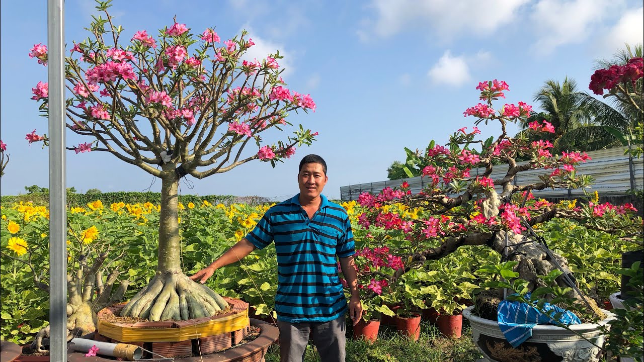 Ghé thăm vườn sứ Bảy Buôn ở Bạc Liêu