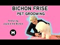 Bichon Frise pet trim