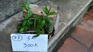 BÁN PHI ĐIỆP TỪ 300K/GIÒ GIÁ SIÊU RẺ - PHONG LAN RỪNG