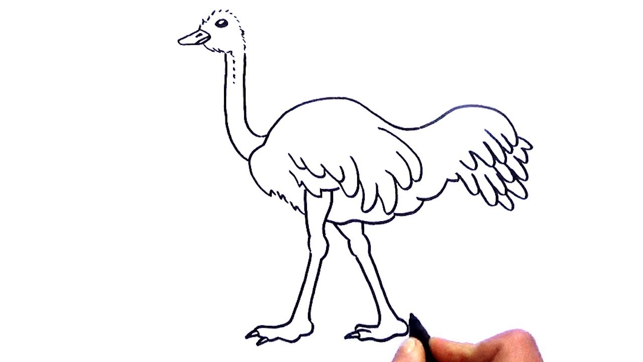 Cómo dibujar un AVESTRUZ , fácil y paso a paso - dibujo de un Avestruz