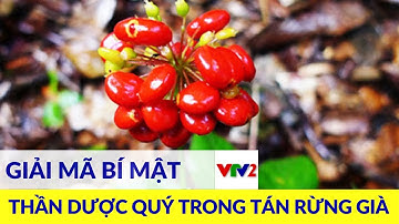 Sâm Ngọc Linh - Thuốc quý với tác dụng đặc biệt trong điều trị bệnh nan y |VTV2