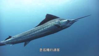 「海洋王國」湛藍之心 「海洋王國」湛藍之心