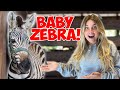 OMG! I PLAYED WITH A BABY ZEBRA!! *CUTE ANIMALS*