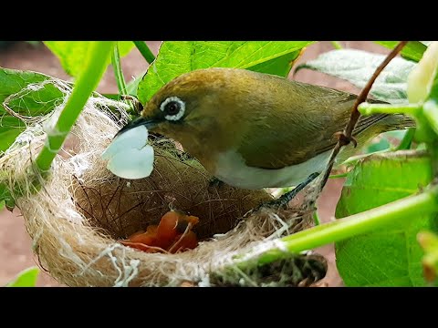 Mother Bird EATS UP it's just Hatched EGG | White eye bird nest | Birds ...