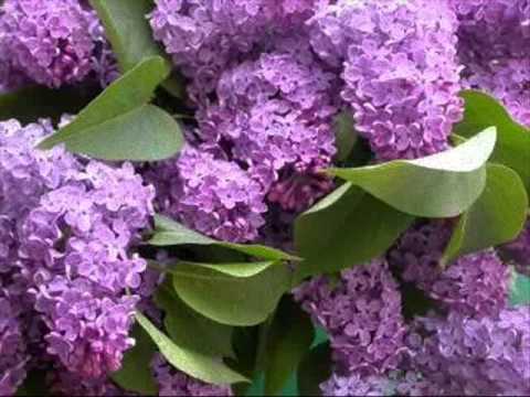Liliacul Cu Cinci Flori Youtube