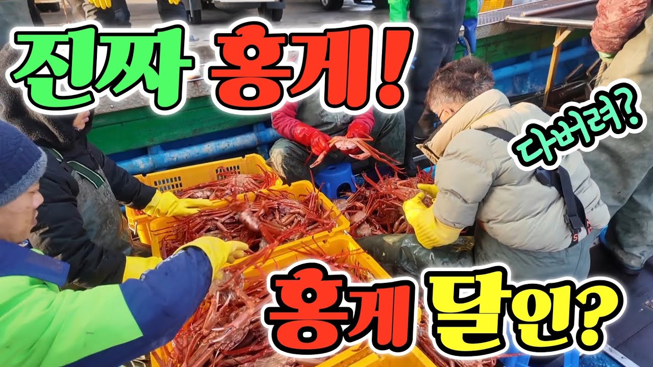 주문진 수산 어시장 홍게 20년 달인! 싹다 확인? 양심 업체 찾았다! 국내에 이런 곳이? 초 가성비 공개! Korean fish market channel 