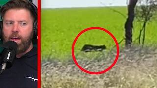 Animal Expert on Black Panther Sighting in Australia