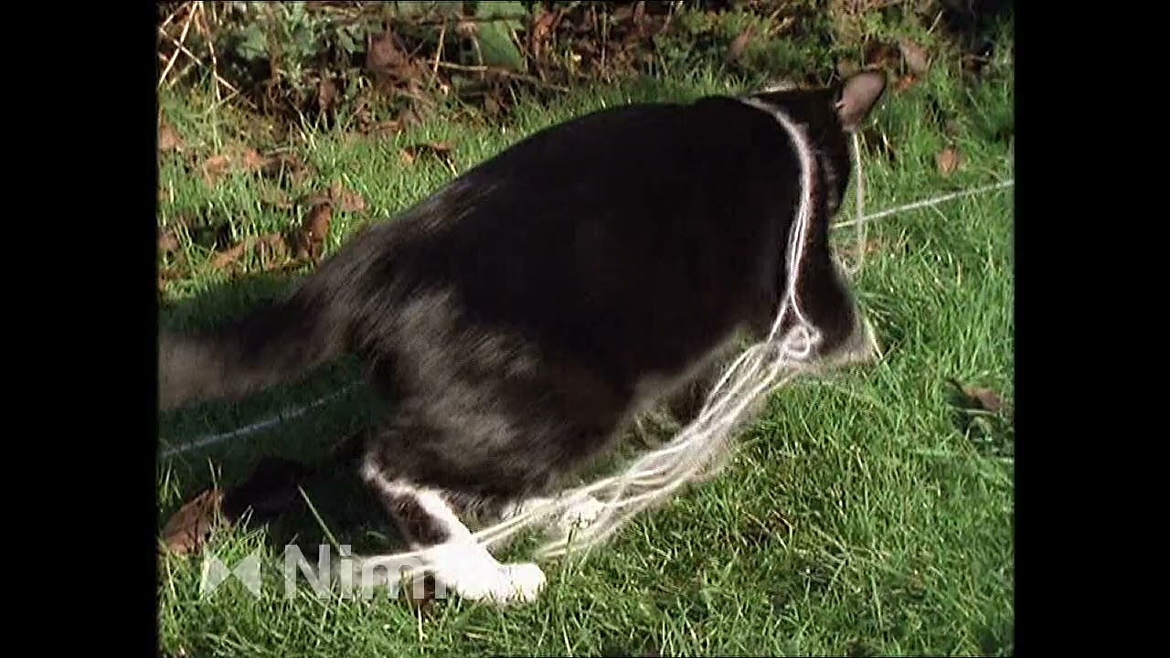 Baby Einstein Stock Footage Cat YouTube