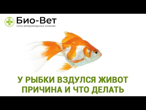 У рыбки вздулся живот 🐠/ Причины и Что Делать / Советы Ветеринара Био-Вет