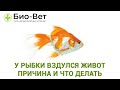 У рыбки вздулся живот 🐠/ Причины и Что Делать / Советы Ветеринара Био-Вет