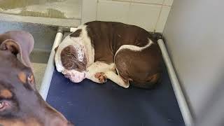 acs A687314