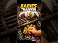 Mother Duck Saves Her Babies From Drain 🥺  Watch till the end 😢. #shorts #explore #aishorts