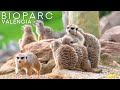 Tiny Tour | Valencia Spain | Visit the zoo park Bioparc in Valencia | 2020 Jan