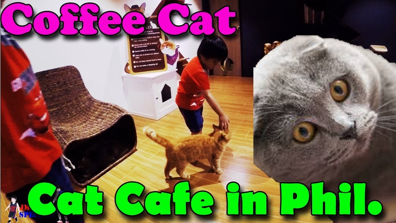 Coffee Cat Cat Cafe in Angeles City, Philippines YouTube