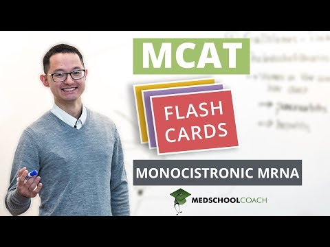 MCAT Flashcard: Monocistronic mRNA