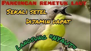 Suara pancingan remetuk laut TERAPI agar bunyi ❗ pancingan jantan betina gacor