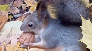 картинка: Путь к сердцу белочки🤗❤🐿 лежит через орешки😋🌰 #белочка #squirrel 