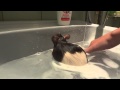Крыса моется в ванной!