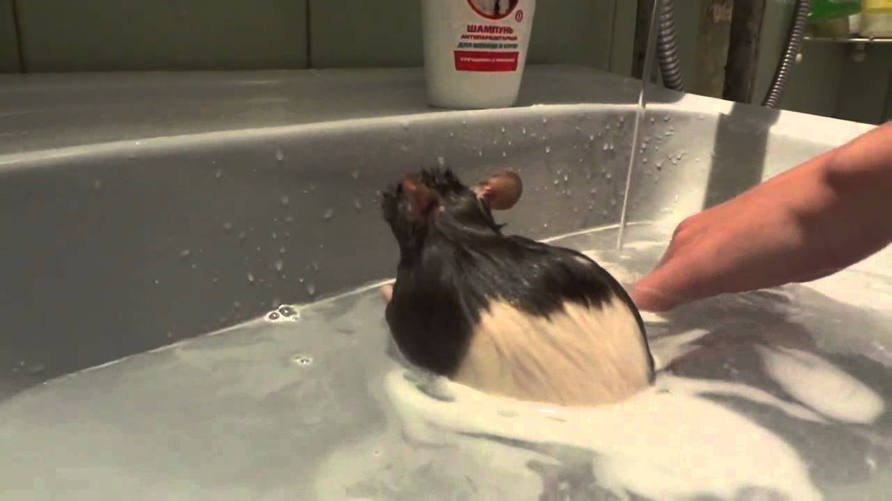 Можно ли мыть мышь. Крыса моется под краном.