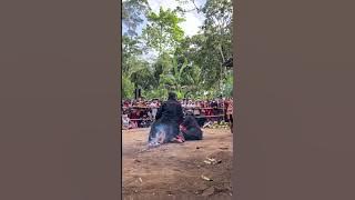 JARANAN KESURUPAN #jaranan
