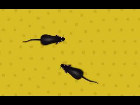Video: Apakah itu tikus gim?