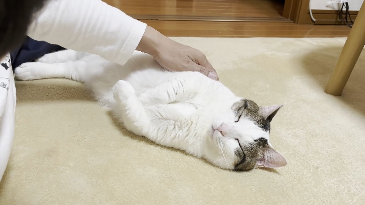 俺も寝かしつけてほしい」豆大福が羨ましい猫 | 鍵しっぽのひのき日記