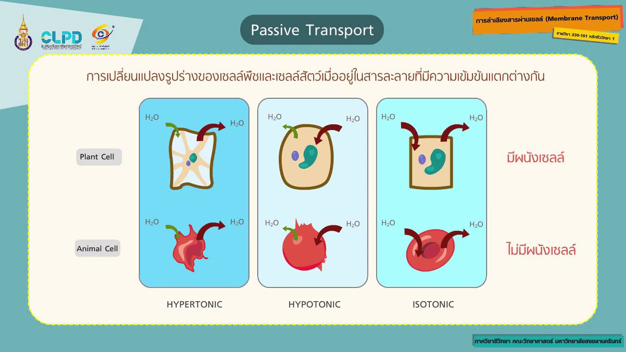 การลำเลียงสารผ่านเซลล์ (Membrane Transport)