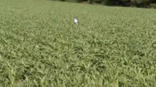 Virtual Dub 1 8 8 please append codec in file save as