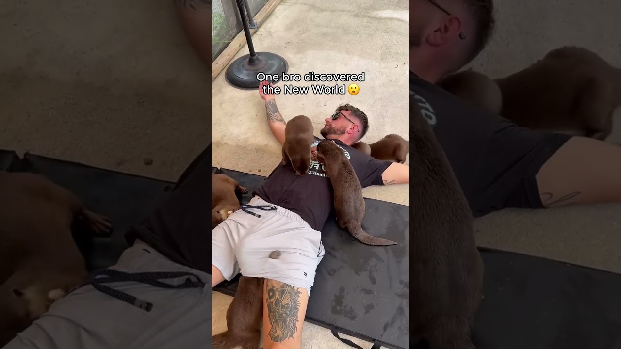 Милые выдры тоже могут быть смешными🥰🥰