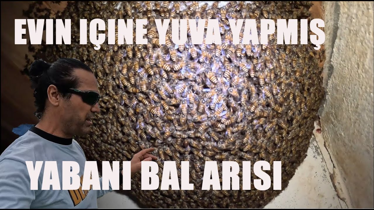 Satın aldığım tarlanın içindeki evde yabani Arılar yuva yapmış - #142
