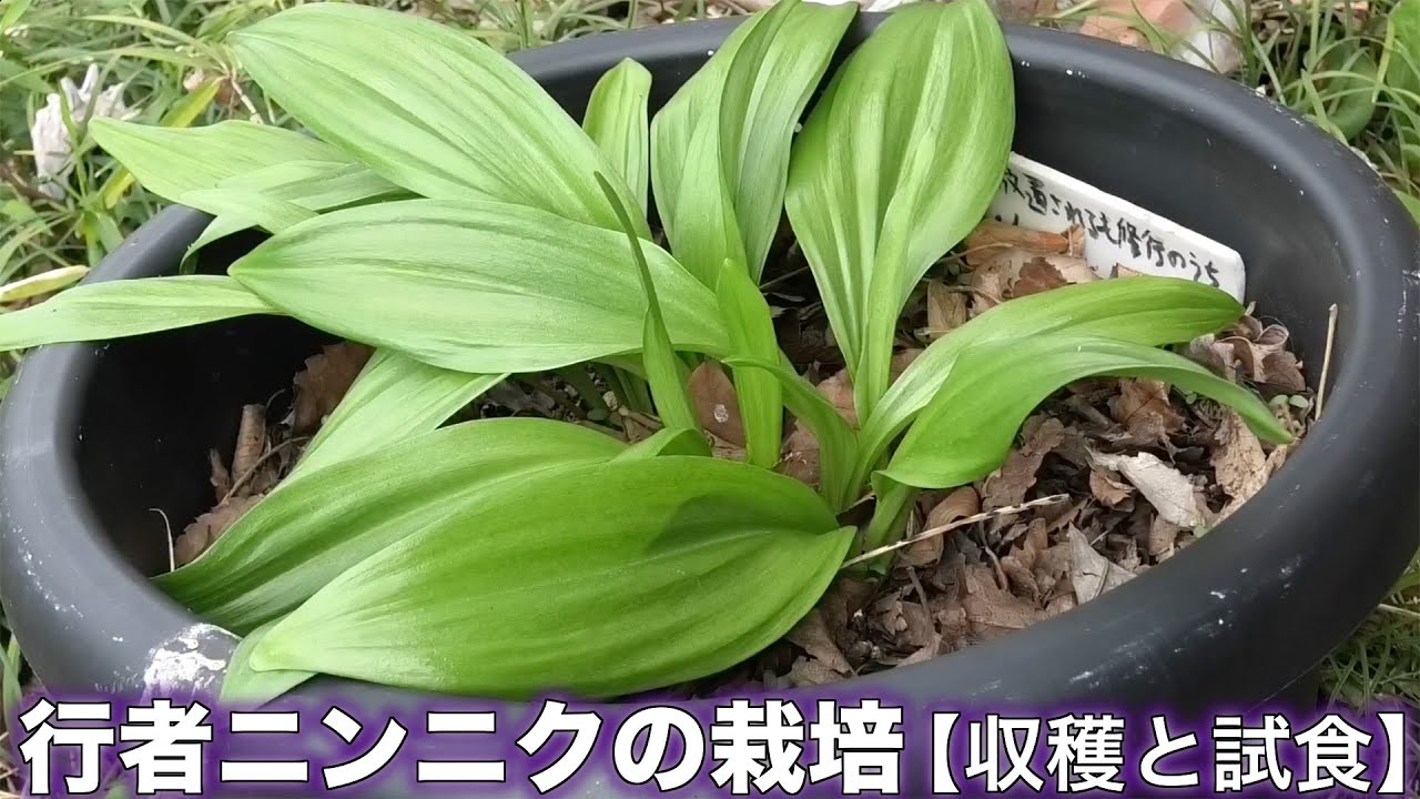 健啖隊の園芸】栽培した行者ニンニクを収穫して食べてみた［山菜を