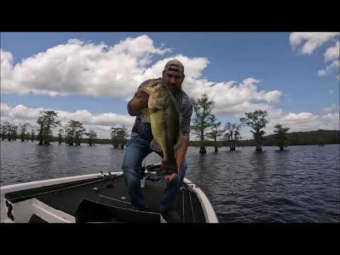 Caddo Lake – Big Bass!!! April 2022